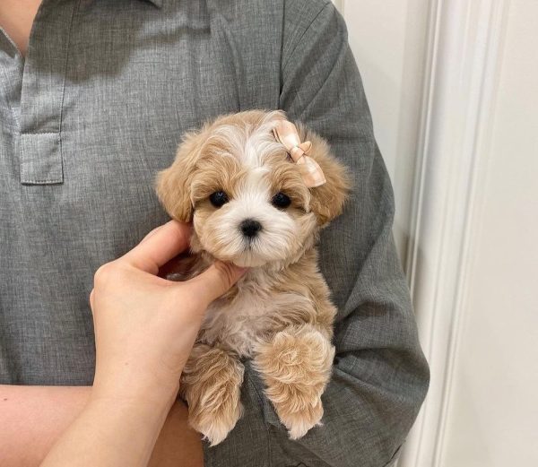 teacup Maltipoo Breeders