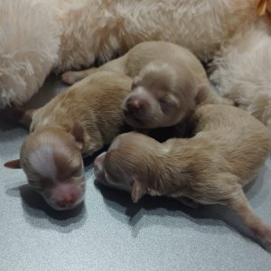 Apricot Maltipoo For Sale In Europe