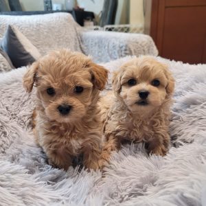 Beige Maltipoo For Sale In Europe