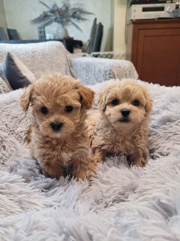 Beige Maltipoo For Sale In Europe