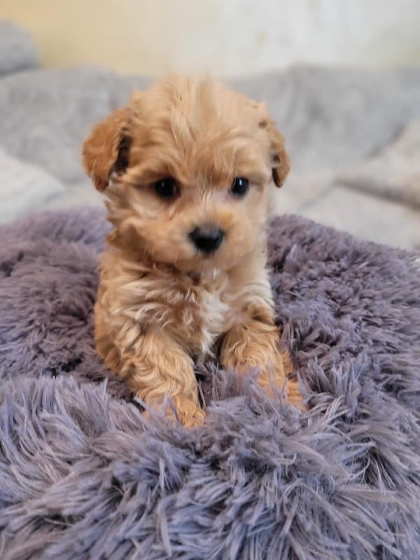 Beige Maltipoo For Sale In Europe1