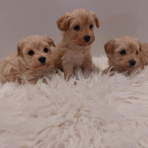 Buy Mini Maltipoo Online In Europe