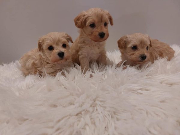 Buy Mini Maltipoo Online In Europe