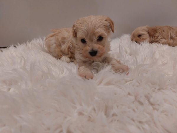 Buy Mini Maltipoo Online In Europe