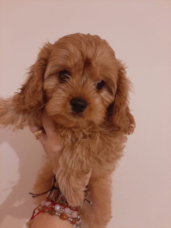 Maltipoo Dogs and Puppies For Sale In Europe