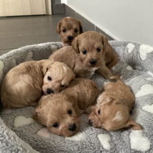 Maltipoo Dogs and Puppies For Sale In Europe