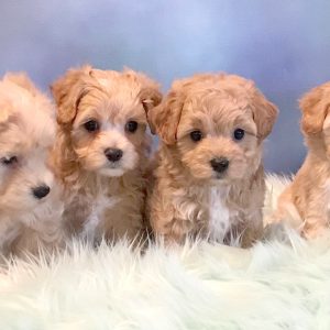 Micro Maltipoo Puppies Breeders In Europe