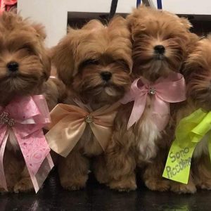 Teacup Maltipoo Puppies For Sale In Europe