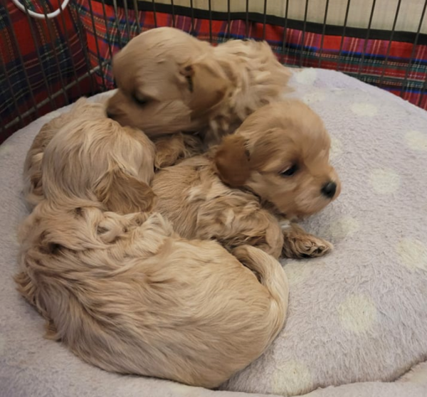 Tiny Maltipoo For Sale In Europe