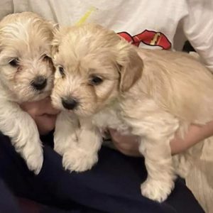 Tiny Maltipoo For Sale In Europe