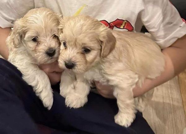 Tiny Maltipoo For Sale In Europe