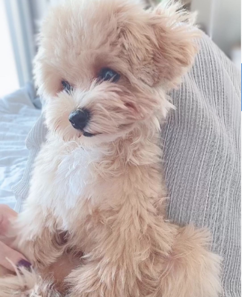 Miniature Maltipoo Puppies