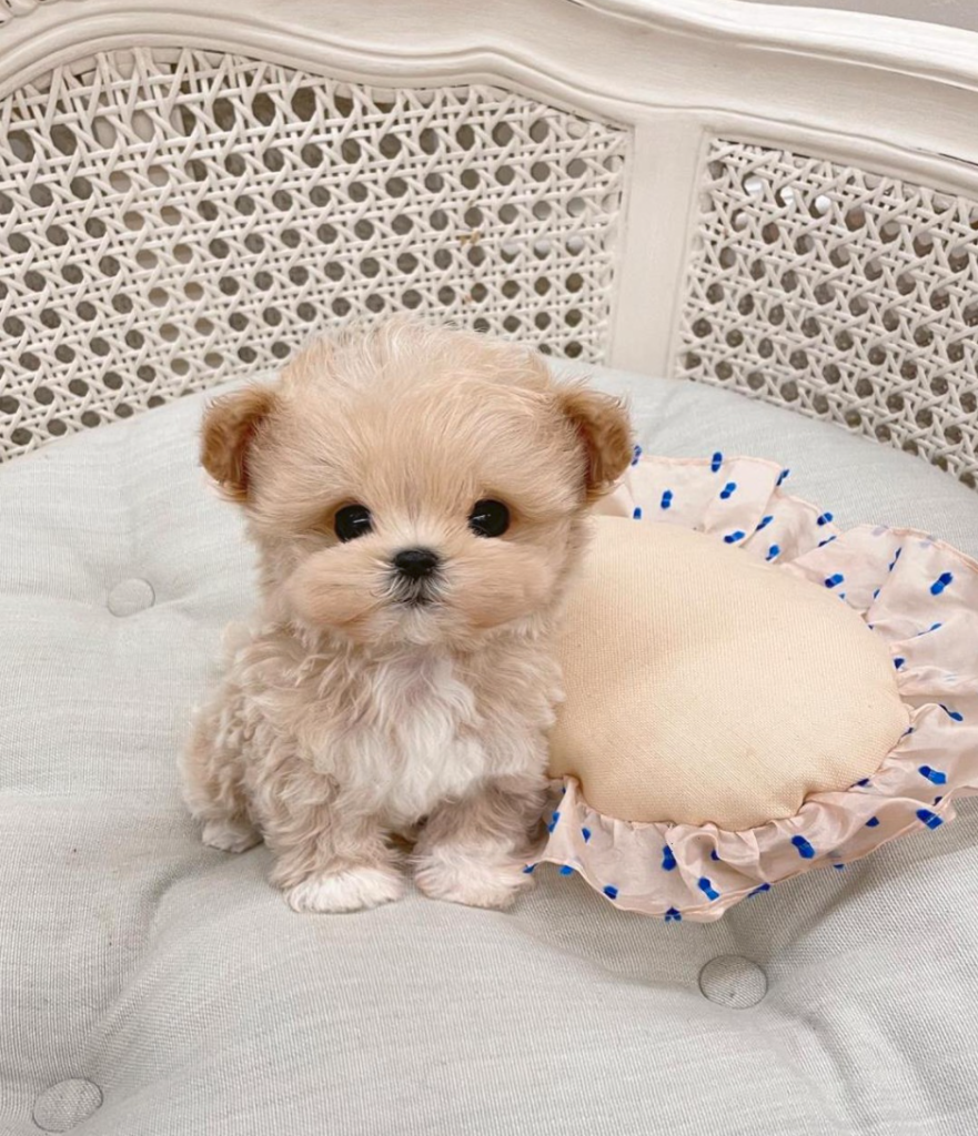 Tiny Maltipoo Puppies