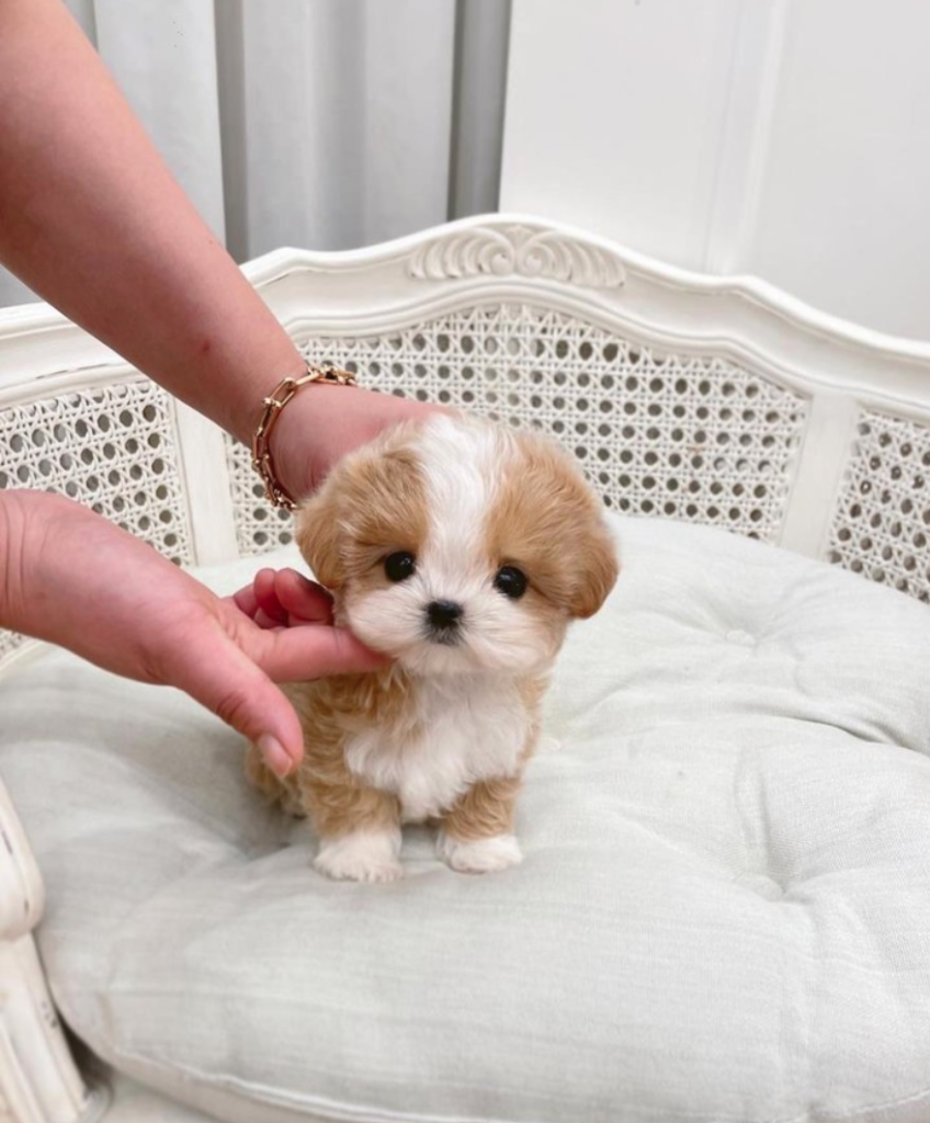 Teacup Maltipoo Puppies