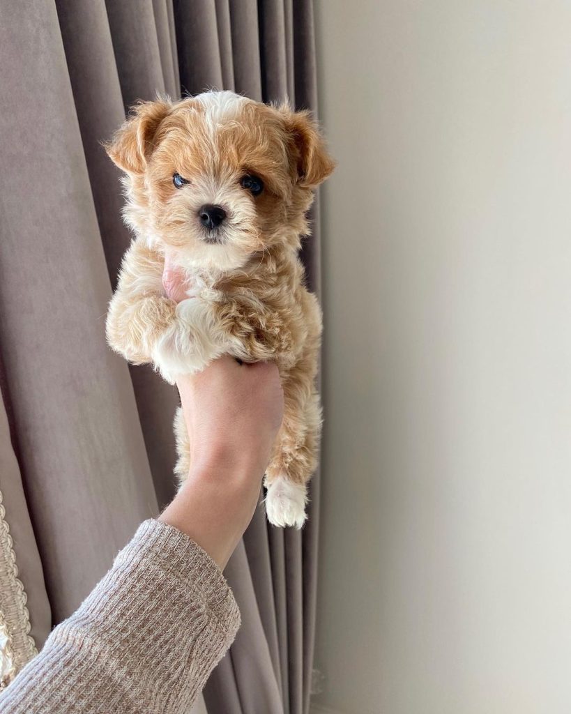 Maltipoo Puppies For Sale