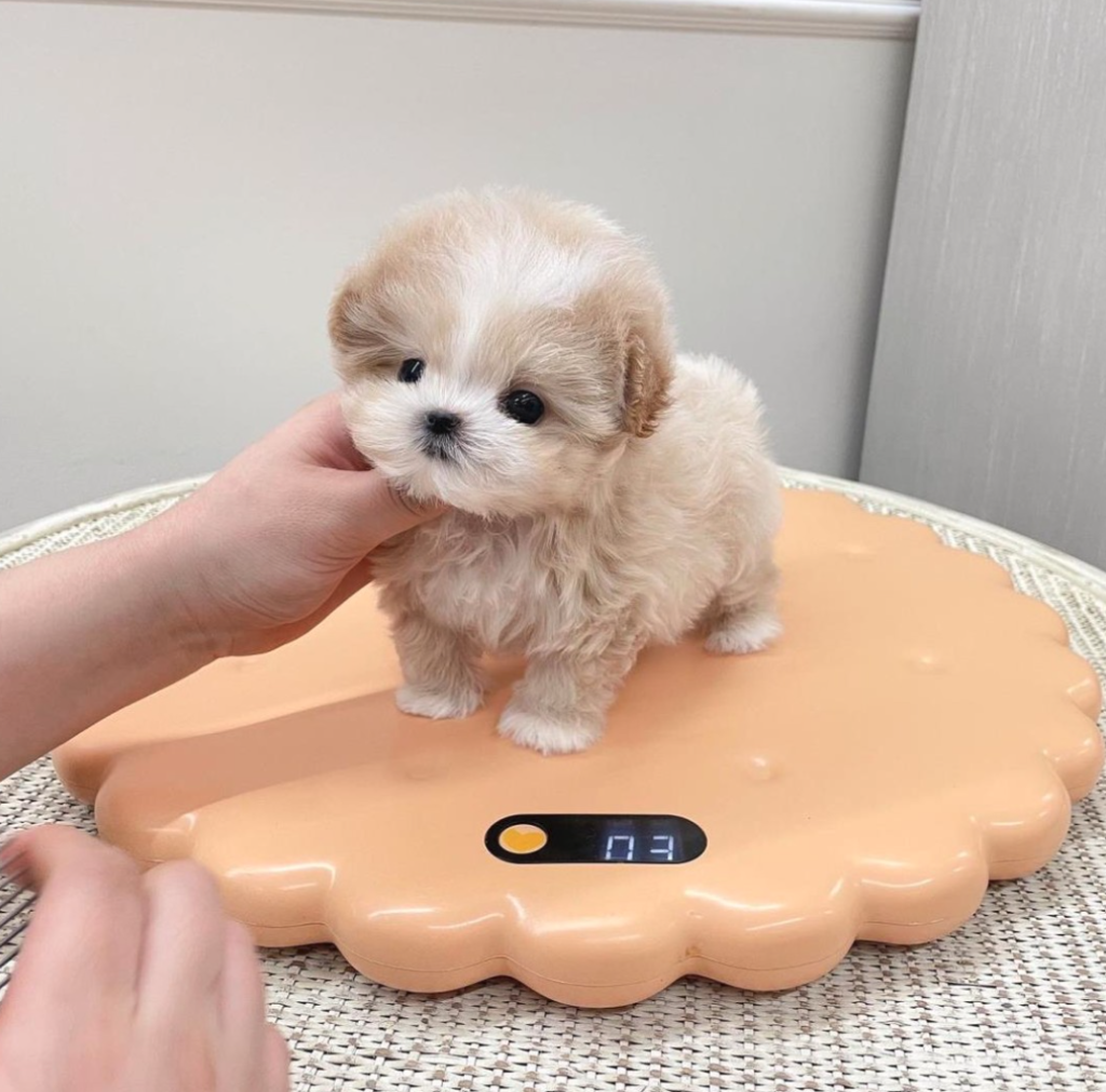 beautiful teacup maltipoo