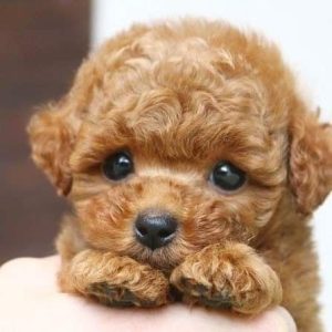 Apricot Toy Maltipoo For Sale Australia