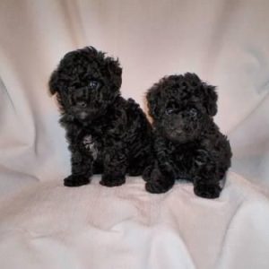 Black Toy Maltipoo Australia