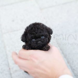 Black Toy Maltipoo NSW Australia