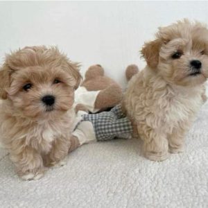 Teacup Maltipoo Puppies Australia