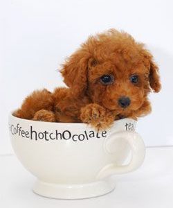 Teacup Maltipoo Puppies For Sale Adelaide Australia