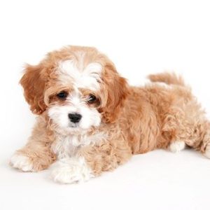 Teacup Maltipoo Puppies For Sale Brisbane Australia