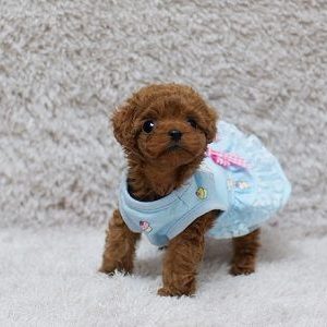 Teacup Maltipoo Puppies For Sale Canberra Australia