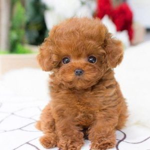 Teacup Maltipoo Puppies For Sale Gold Coast Australia