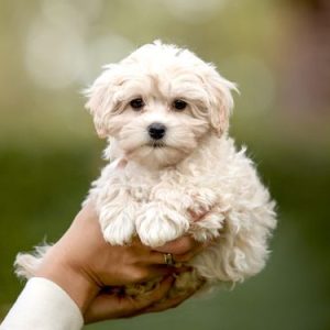 Teacup Maltipoo Puppies For Sale Melbourne Australia