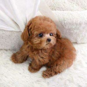 Teacup Maltipoo Puppies For Sale Newcastle Australia