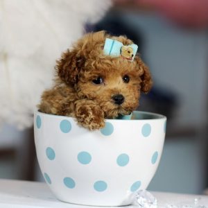 Teacup Maltipoo Puppies For Sale Perth Australia