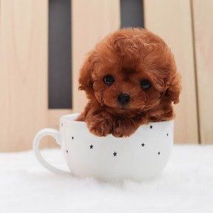 Teacup Maltipoo Puppies For Sale Queensland Australia