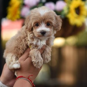 Teacup Maltipoo Puppies For Sale Sydney Australia