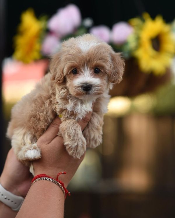 Teacup Maltipoo Puppies For Sale Sydney Australia