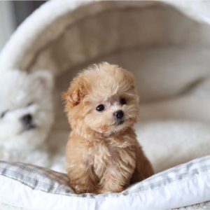 Toy Maltipoo Puppies Australia