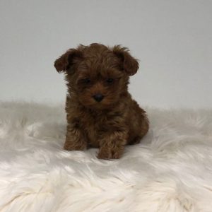 Toy Maltipoo Puppies For Sale Adelaide Australia