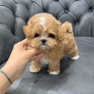 Toy Maltipoo Puppies For Sale Brisbane Australia