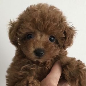 Toy Maltipoo Puppies For Sale Geelong Australia