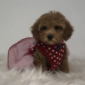 Toy Maltipoo Puppies For Sale Gold Coast Australia