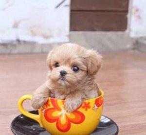 Toy Maltipoo Puppies For Sale Melbourne Australia