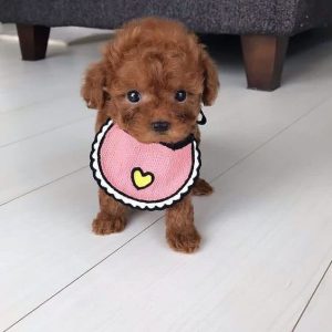 Toy Maltipoo Puppies For Sale New South Wales Australia