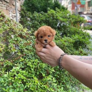 Toy Maltipoo Puppies For Sale Perth Australia