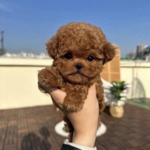 Toy Maltipoo Puppies For Sale South Australia