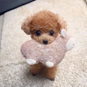 Toy Maltipoo Puppies For Sale Sunshine Coast Australia