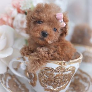 Toy Maltipoo Puppies For Sale Sydney Australia