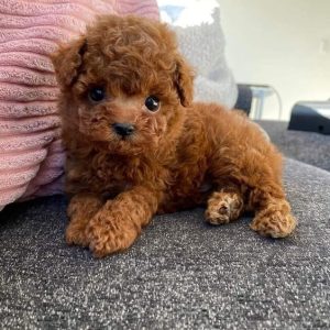 Toy Maltipoo Puppies For Sale Victoria Australia